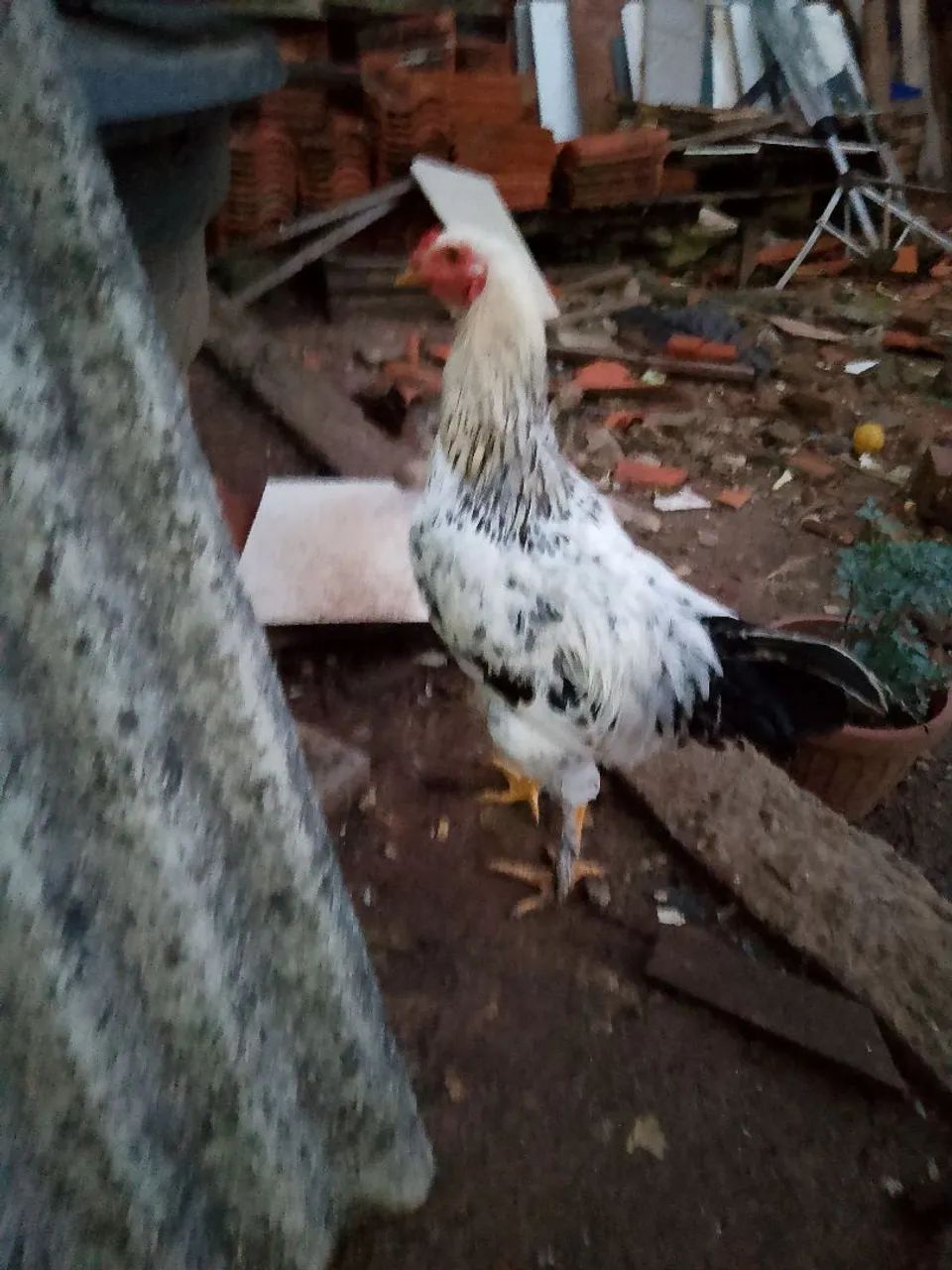 Frangos caipira  - Foto 4