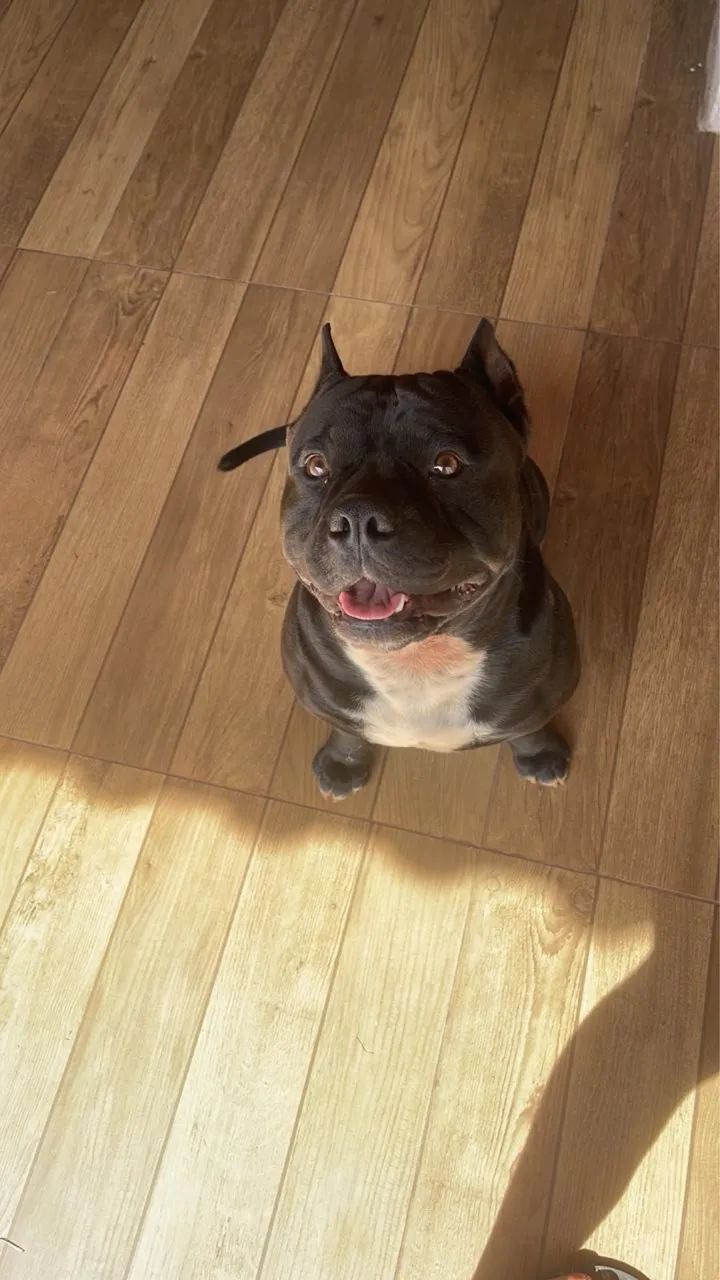 American bully  - Foto 2