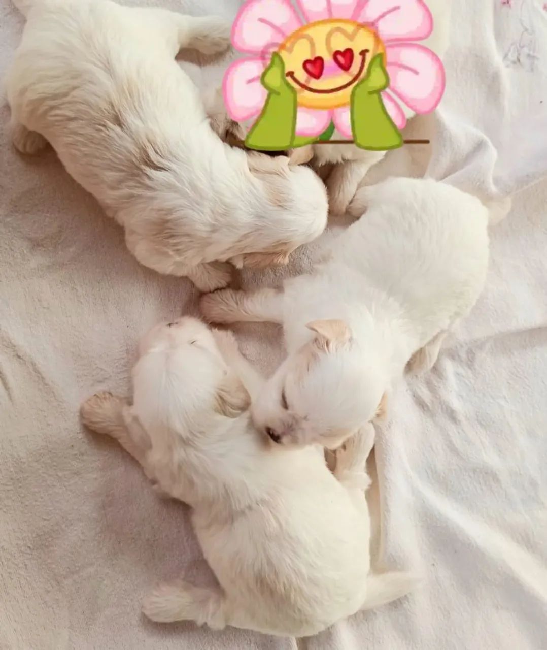 Filhotes lhasa apso