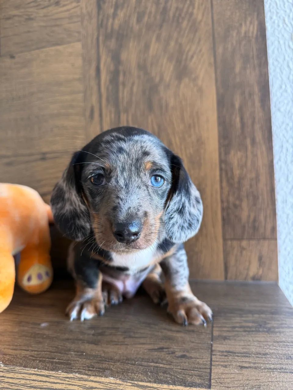 Mini Basset dachshund macho alerquin  - Foto 4