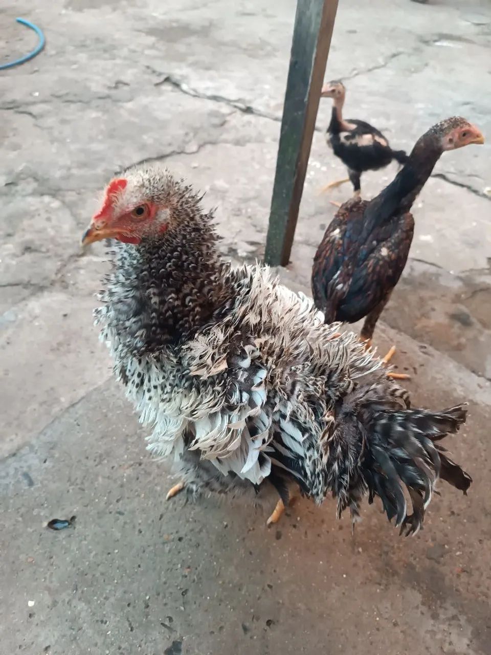 Frango 