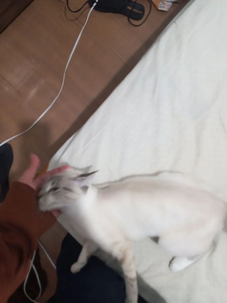 Doação de gatinha  - Foto 2