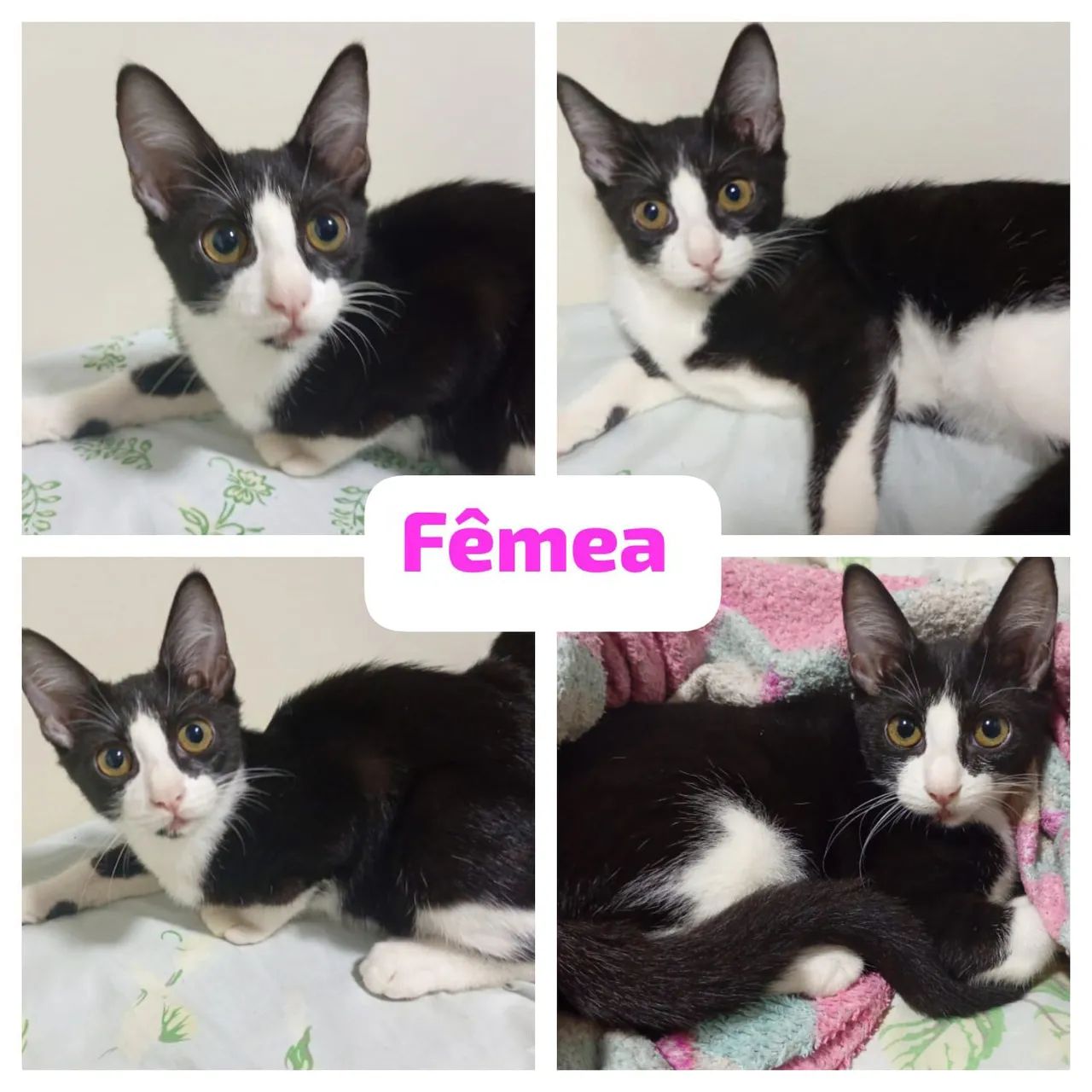 Gatinhas para adoção  - Foto 2