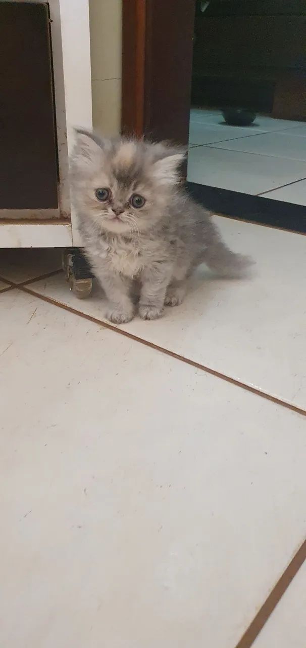 Gato persa "extremados" - Foto 4
