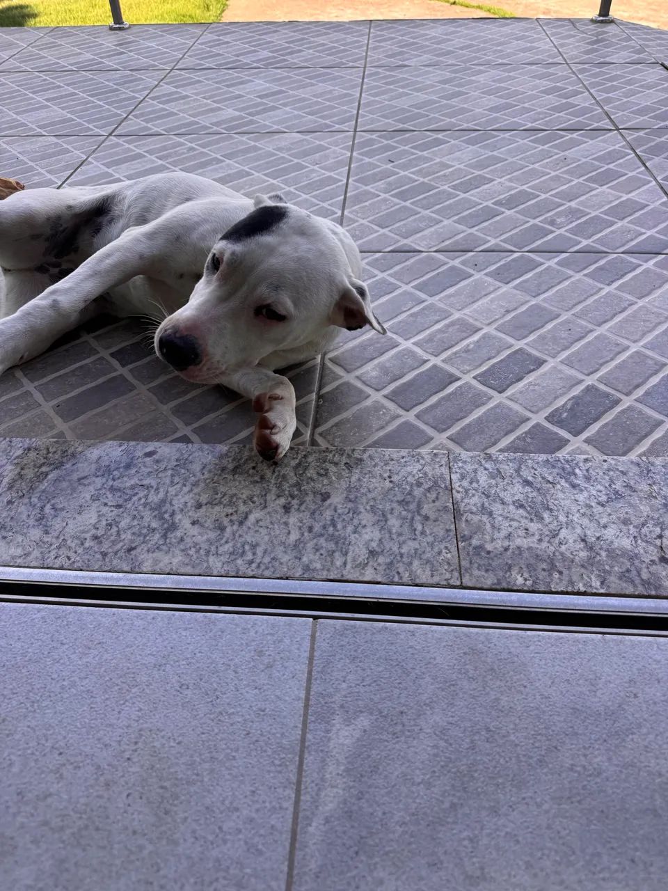 Doação responsável  - Foto 5