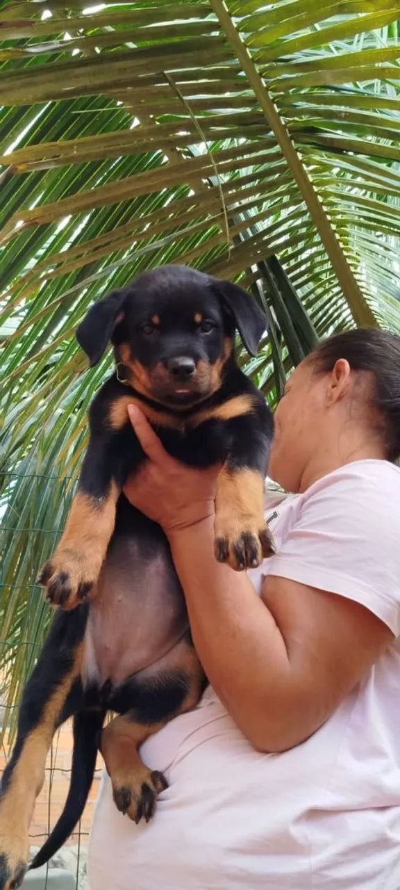 Filhotes disponíveis Rotweiller  - Foto 2