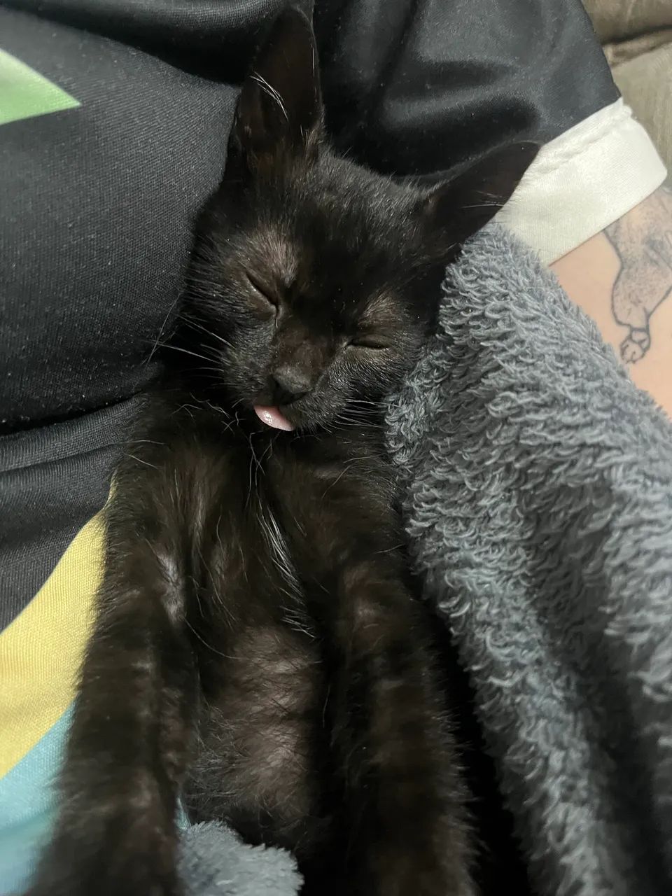 ADOÇÃO GATO - Foto 3