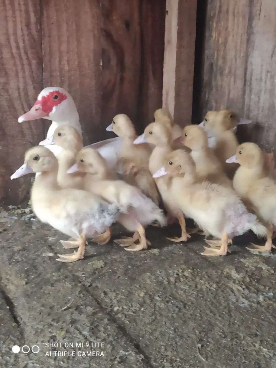 Filhotes de patinho