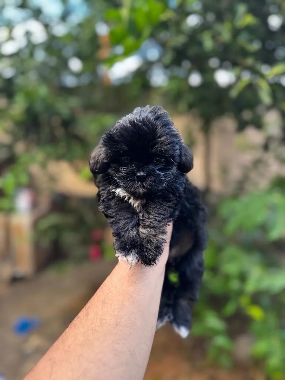 Filhote Shih tzu  - Foto 2