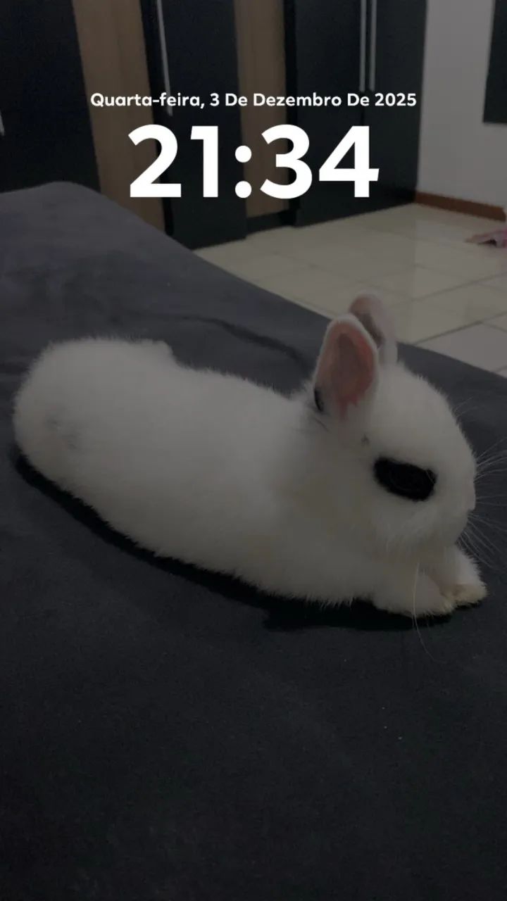 Doação de coelho - Foto 2