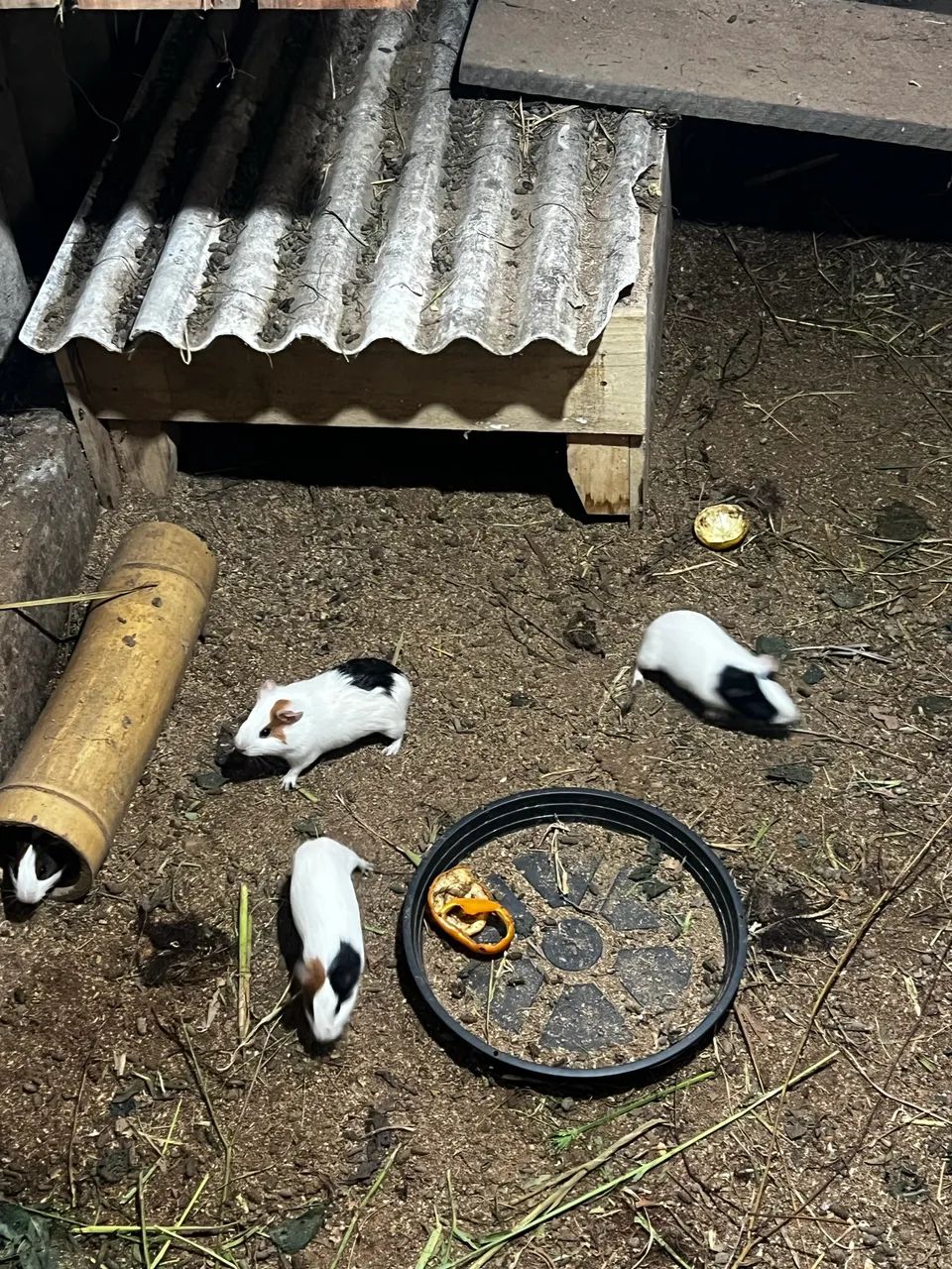 Porquinho da índia  - Foto 3