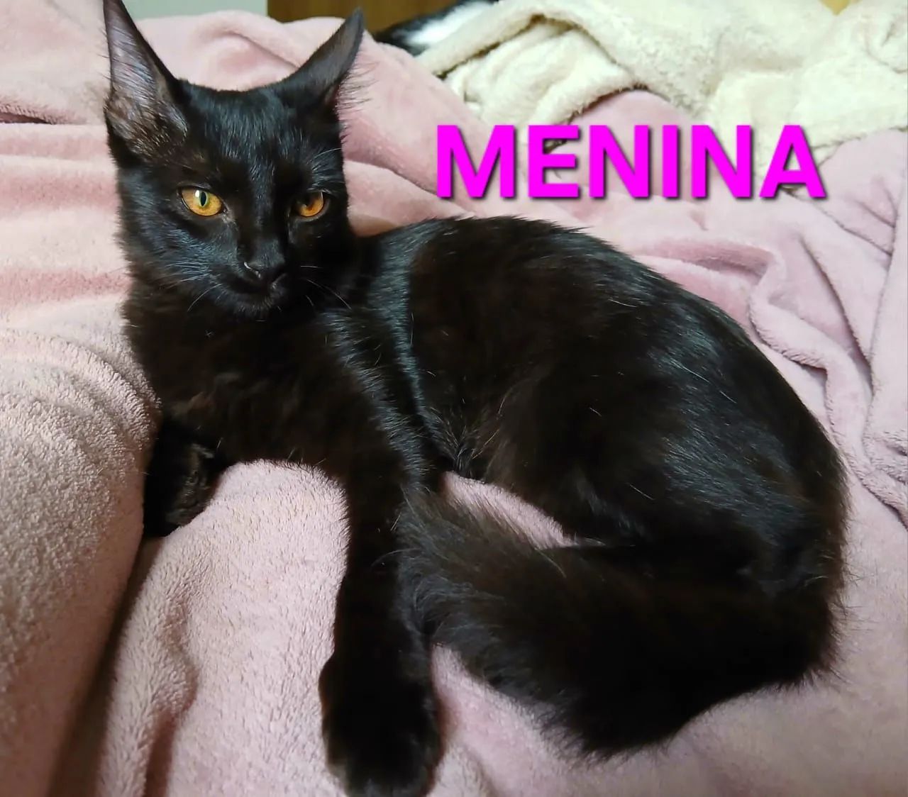 Eles Precisam de Um Lar - Foto 3