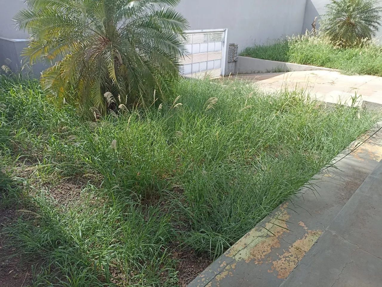 Limpeza de Terreno e Quintal - Foto 4