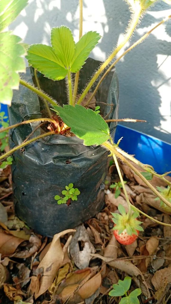 Muda de morango. - Foto 3
