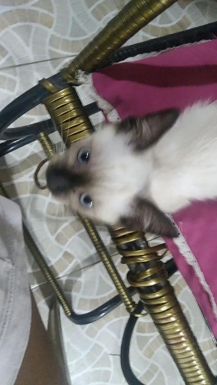 Gata siamês filhote  - Foto 3