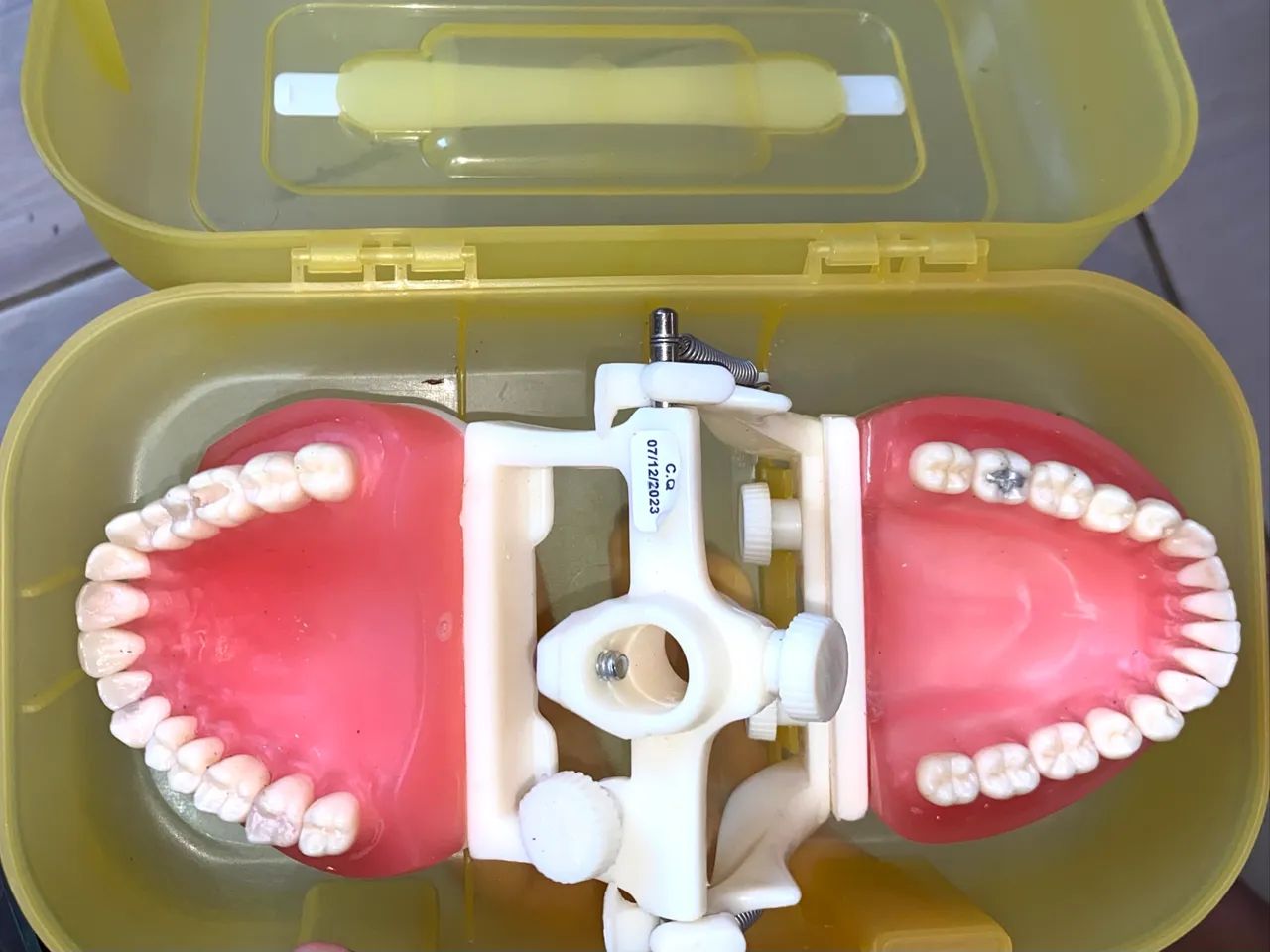 Manequim dentística - Pronew