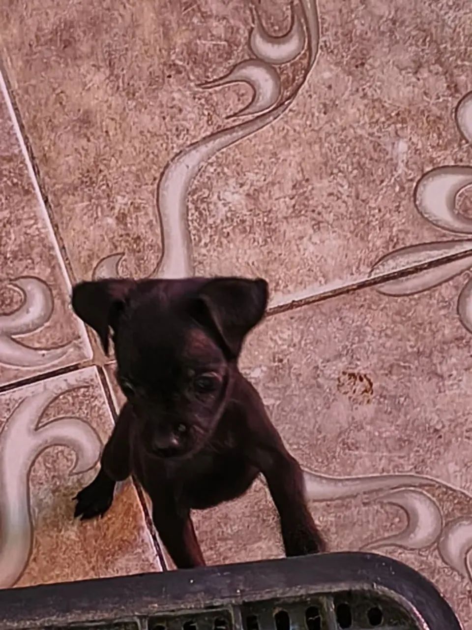 Pinscher 0