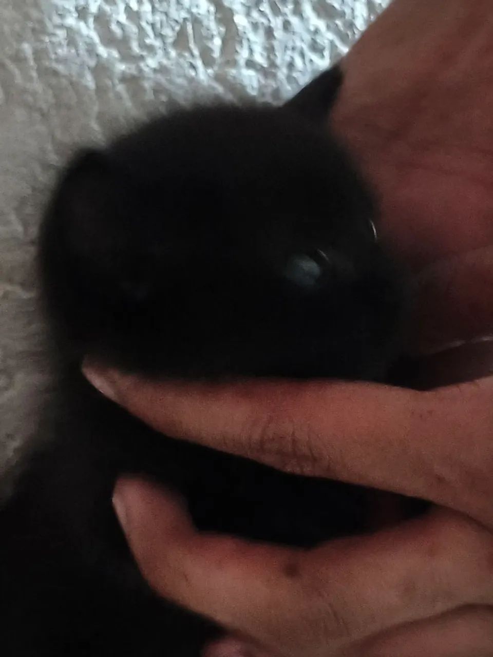 Linda gatinha fêmea para adoção  - Foto 3