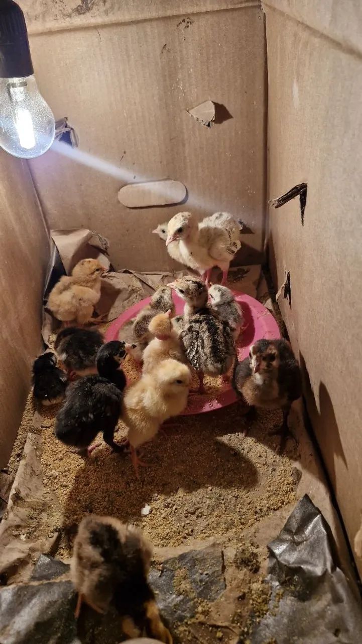 Vende se filhote de perú e filhote de pinto caipira  - Foto 4