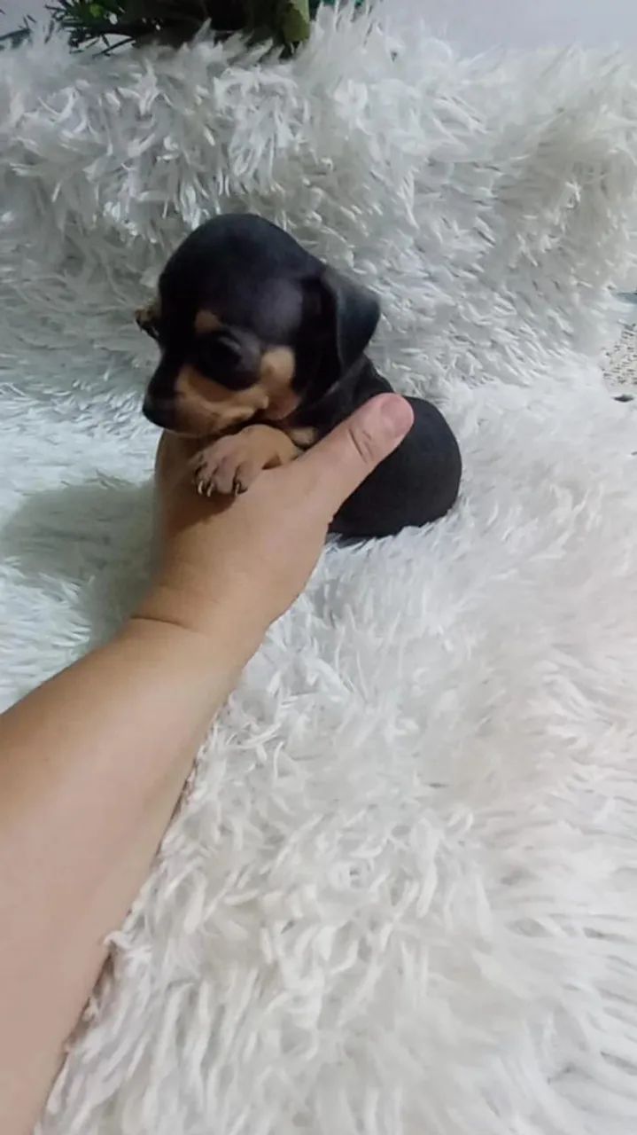 Pinscher zerinho macho( minúsculo) - Foto 2