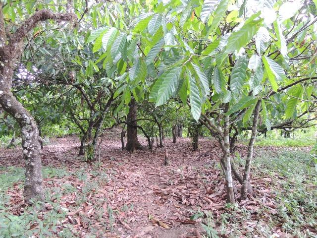 Vendo fazenda, excelente para plantar café ou eucalípto - Foto 6