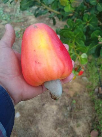 Adubos