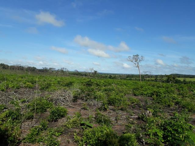 Fazenda Cultura na Beira Rio Araguaia. Araguatins-TO. - Foto 8
