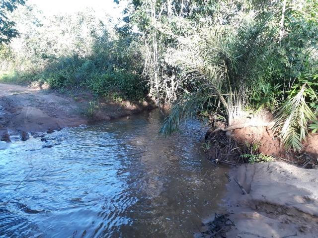 Fazenda Cultura na Beira Rio Araguaia. Araguatins-TO. - Foto 16