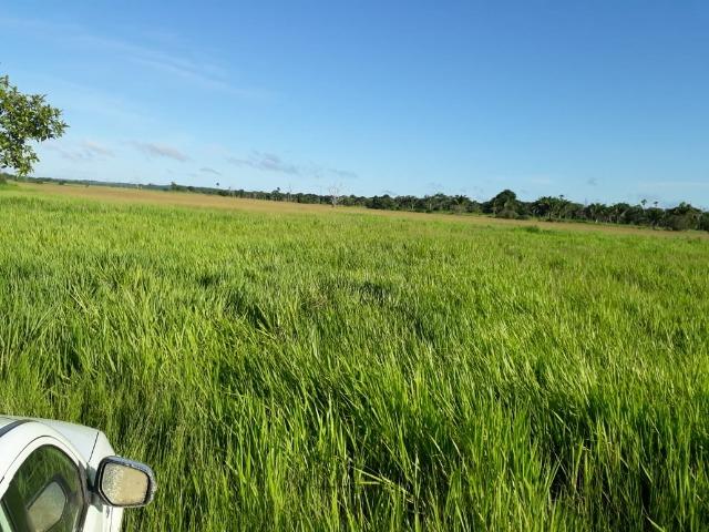Fazenda Cultura na Beira Rio Araguaia. Araguatins-TO. - Foto 13
