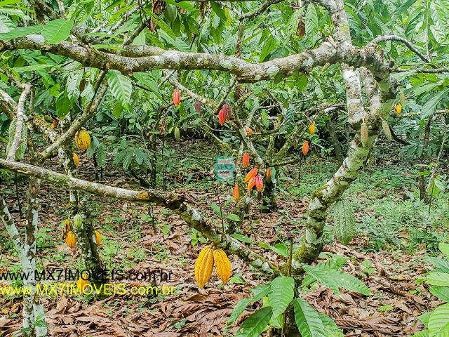 Ubaitaba. Fazenda mista de 160 Hectares, rica em água. - Foto 9