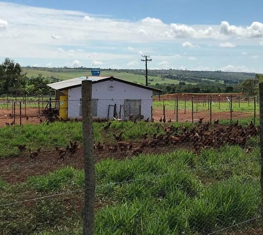 Galinha Caipira Vacinada Carne Saudável Alimentação Orgânica Emater - Foto 2