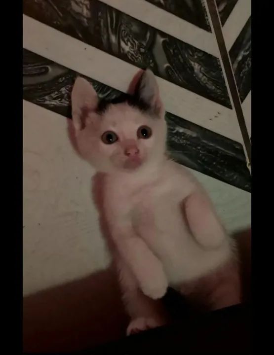 Gatinha branco e preto disponível para adoção 49 dias de vida