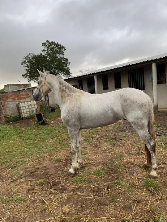 Cavalo Mangalarga marchador macha picada  - Foto 4