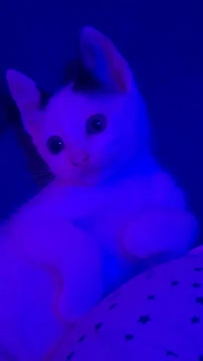 Gatinha branco e preto disponível para adoção 49 dias de vida - Foto 2