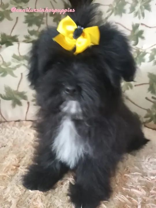 lhasa apso lindos bebes linda filhote pronta entrega  - Foto 3