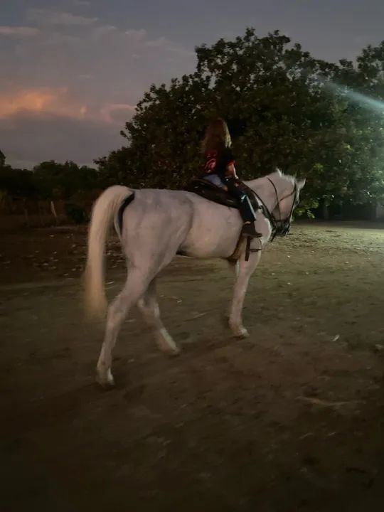 Garanhão manso Inteiro