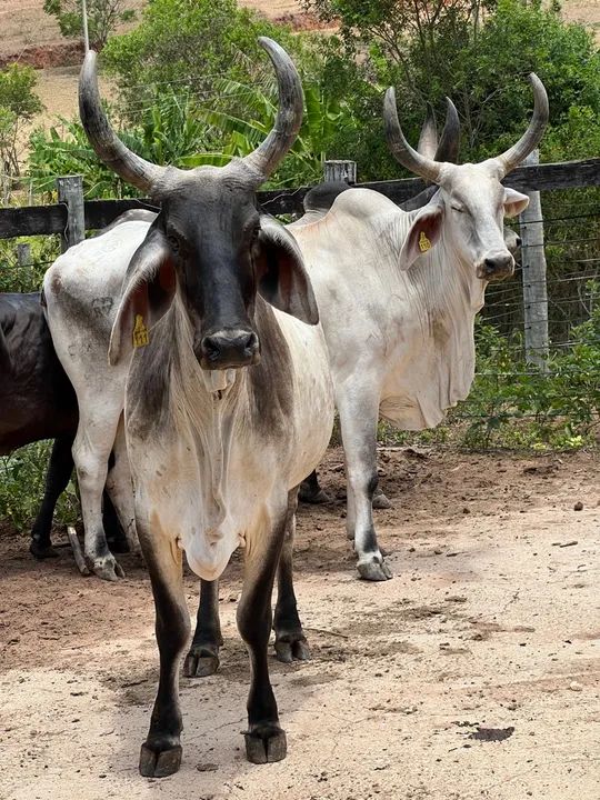 Venda ou troca 2 matrizes GUZERA top - Foto 2