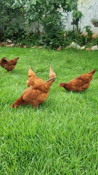 Galinha Embrapa 51, Frangos Caipira e Galinha Nagazaki - Foto 2