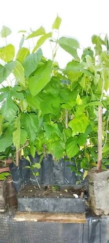 Uva Niágara rosada enxertada e Plantas frutíferas - Foto 2