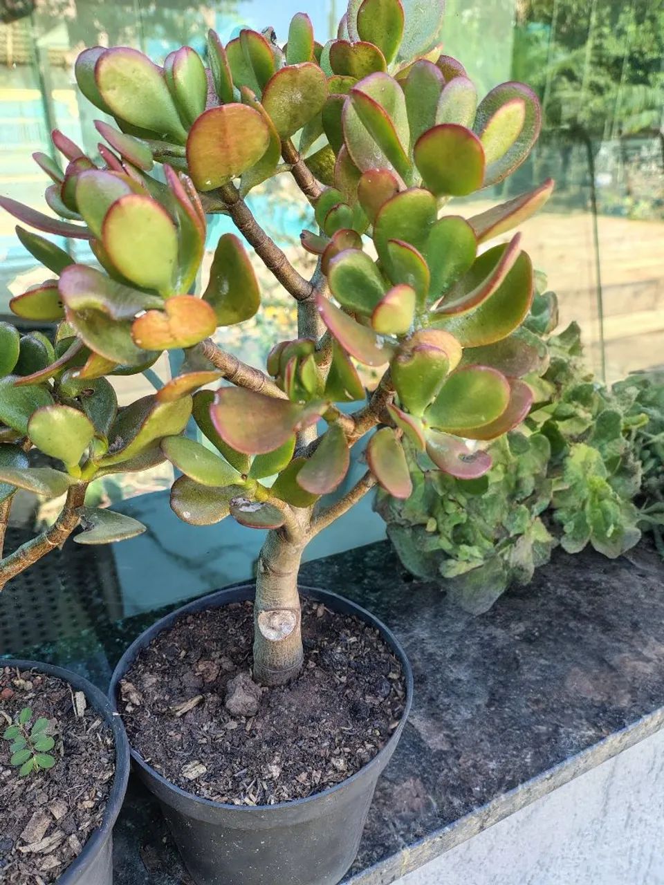 Suculentas Jade 