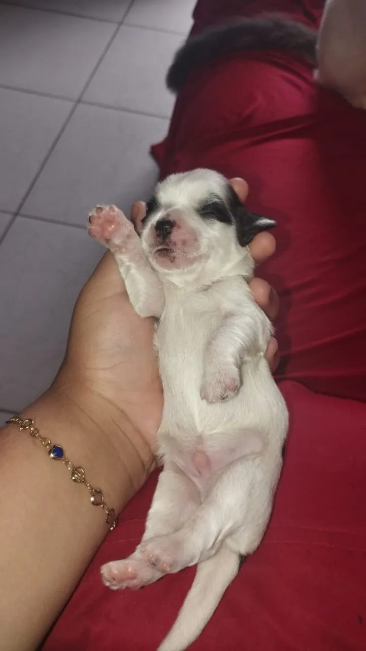 Shih Tzu com poodle