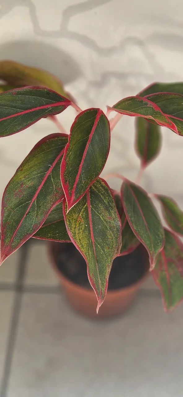 MUDAS DE PLANTAS 64305624057986123