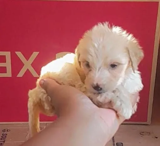 Filhote de Shih tzu com pincher