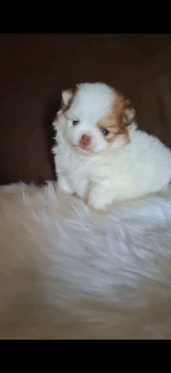 Filhote de Spitz Alemão - Uma bolinha de fofura!