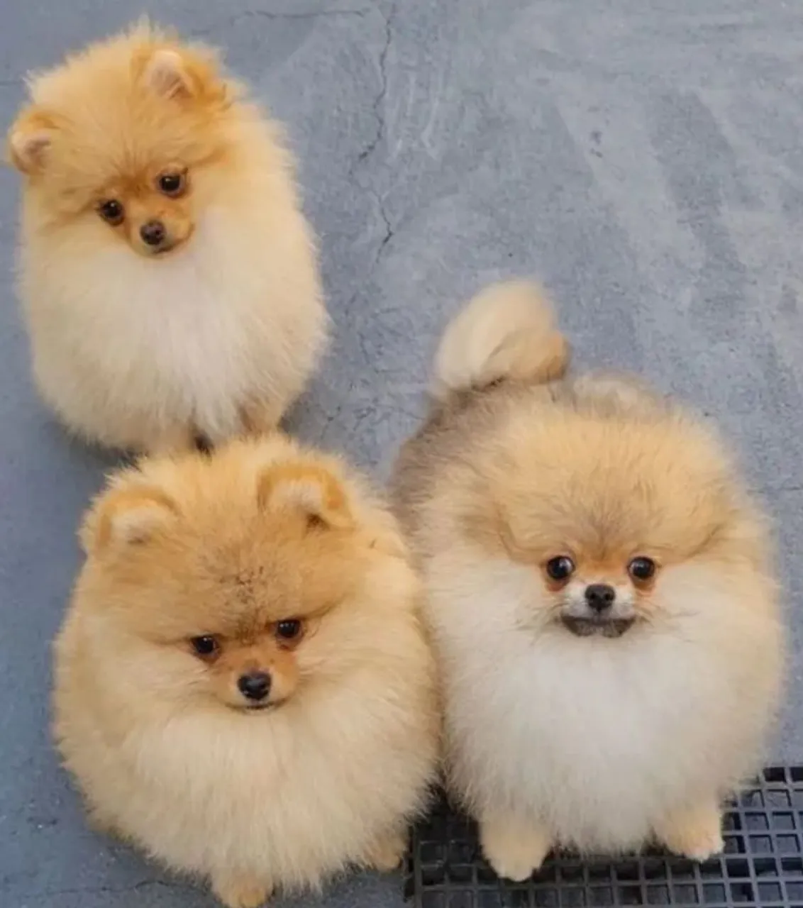 Lindos filhotes de Spitz Alemão disponíveis!