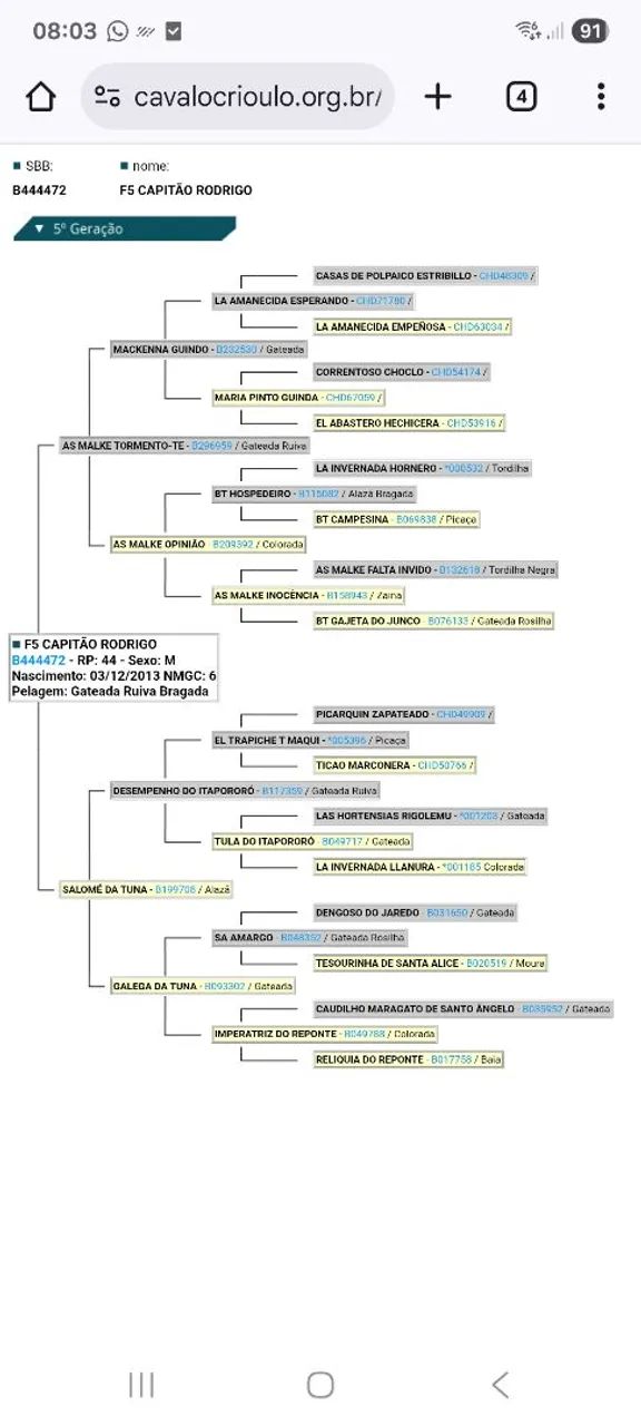 Cavalo inteiro filho AS Malke Tormenta - Foto 4