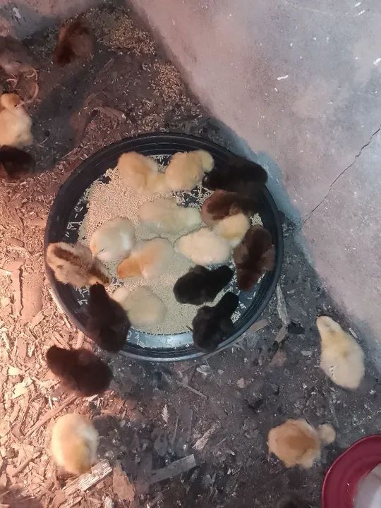 Vendo pintinho paraíso pedrês  - Foto 3