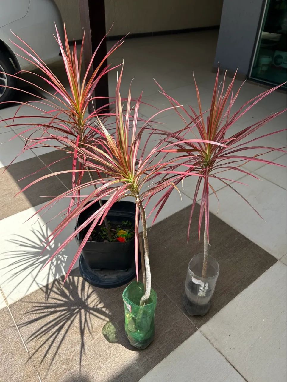 Muda Tricolor (Dracena) - Planta Ornamental Folhagem Colorida - Foto 5