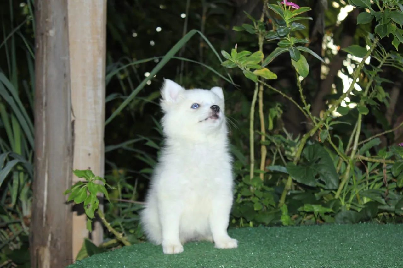 Pomsky  - Foto 5