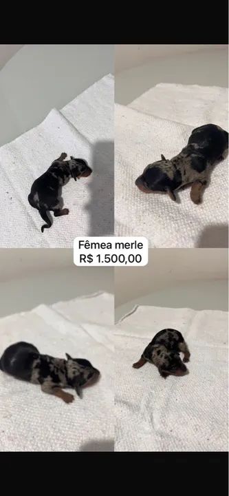 Filhotes Teckel Arlequim e Chocolate